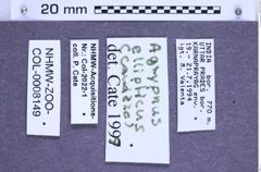 Etiketten zu Agrypnus ellipticus (NHMW-ZOO-COL-0008149)